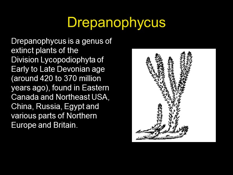 Drepanophycus     Drepanophycus is a genus of extinct plants of the